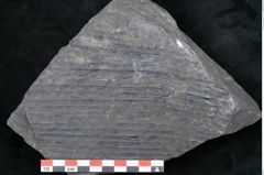 Foto (Detailansicht) von Sigillaria davreuxii Brongniart (NHMW-GEO-2024-0188-11088)